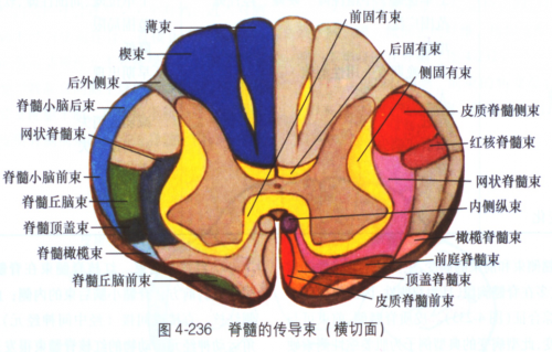 脊髓內部結構（灰質＋白質）